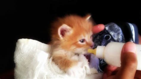 The Cutest Orange Tabby Kitten Bottle Feeding Longhaired