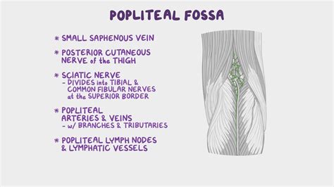Anatomy Of The Popliteal Fossa Video And Anatomy Osmosis