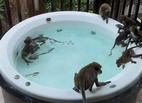 Monkeys Party In Hot Tub At Luxury Resort In Krabi Thailand Thaiger
