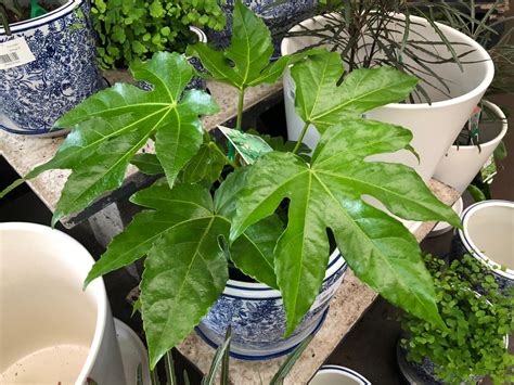 Fatsia Japonica Common Name Japanese Fatsia 150mm Pot Dawsons