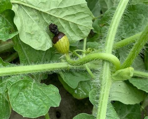 May 17 Watermelon Crop Update Panhandle Agriculture