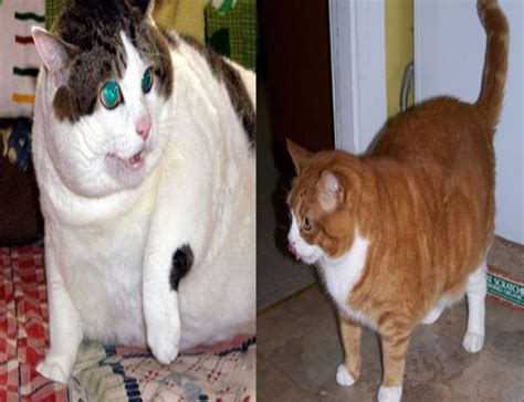 Obesidad En Gatos Todo Lo Que Debes Saber Pet Central