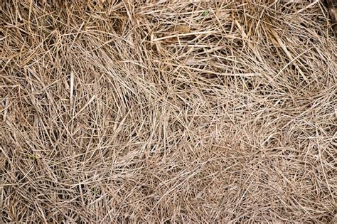 Premium Photo Close Up Of Ground Texture Of Straw