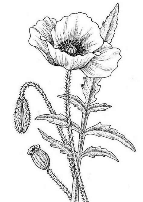 Poppy Flower Drawing Flower Line Drawings Flower Sketches Floral