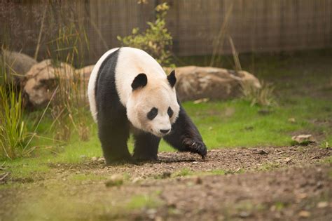 Edinburgh zoo giant panda Sunshine looks delighted as he explores his