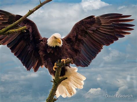Bald Eagle Landing On A Branch By David Friederich Redbubble