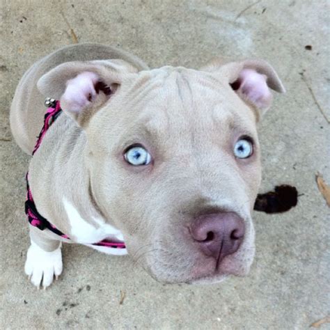46 Best Images About Pitbull Puppies On Pinterest Dog Names Blue
