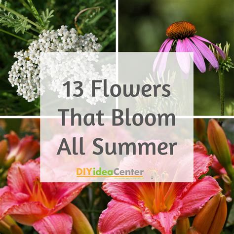 Alphabetical Order A To Z Flowers That Last All Summer The 36 Best