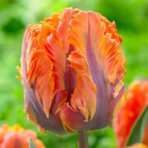 Princess Irene Parrot Tulip Brecks Premium Bulbs