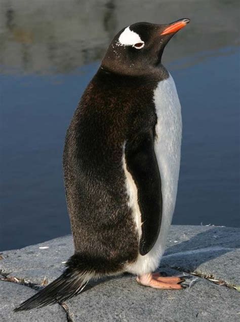 Gentoo Penguin Pygoscelis Papua