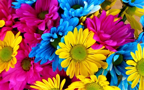 47 Multicolor Flower Mobile Wallpapers Wallpapersafari