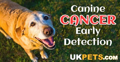 5 Common Cancers In Dogs And How To Spot The Signs Uk Pets