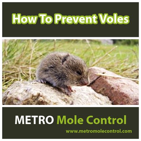 How To Prevent Voles Blog Metro Mole Control