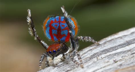Wild And Crazy Facts About Jumping Spiders