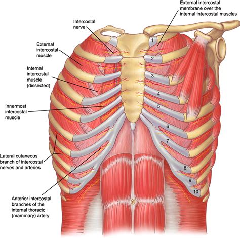 Relevant Surgical Anatomy Of The Chest Wall Thoracic Surgery Clinics