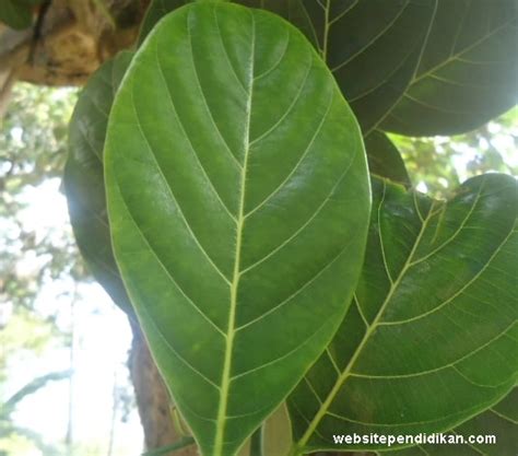 Maybe you would like to learn more about one of these? 27+ Teladan Tumbuhan Bertulang Daun Menyirip Dan Foto ...