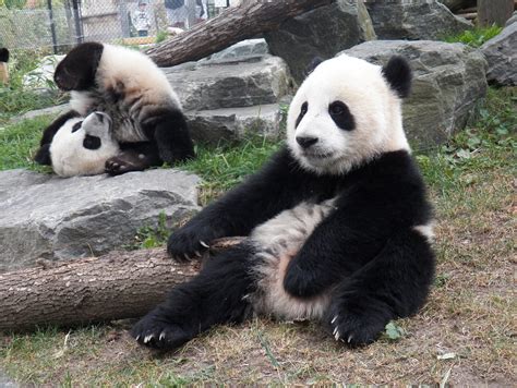 The Toronto Zoo On With Images Cute Endangered Animals Panda Bear