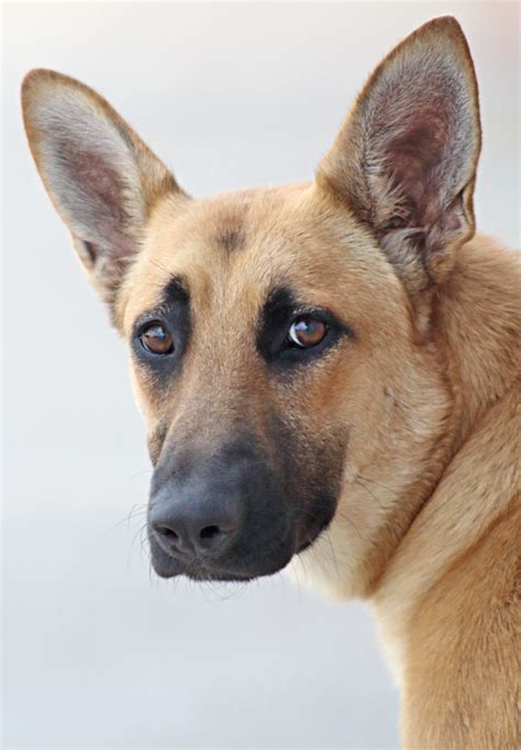 Westside German Shepherd Rescue Of Los Angeles