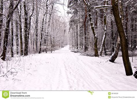 Winter Scene Royalty Free Stock Images Image 28190529