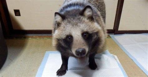 A Tanuki The Japanese Raccoon Dog Is The Cute Animal Of This Internet