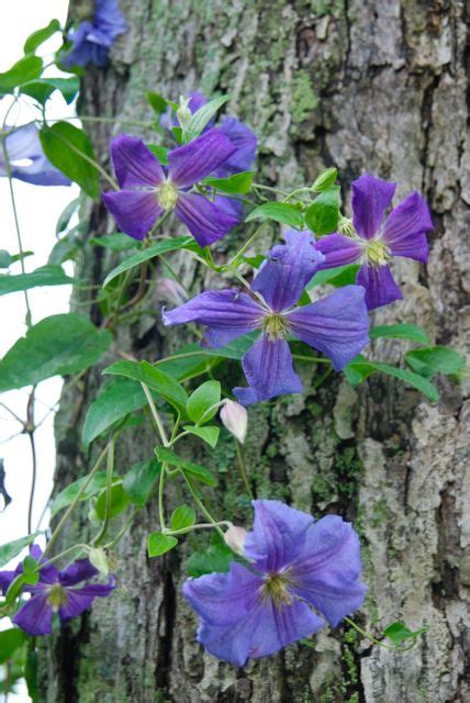 Huge sale on clematis vine plant now on. Wife, Mother, Gardener: Training Clematis on a Tree Trunk