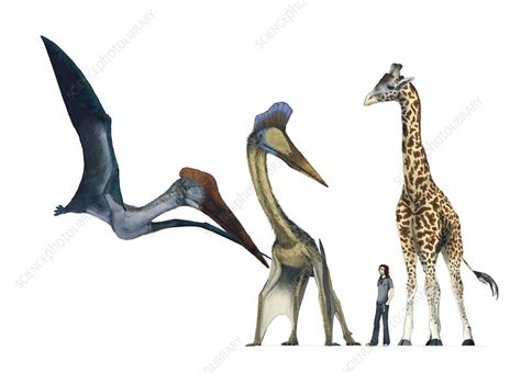 Pterosaur Size Comparison Artwork Stock Image C0083853 Science Photo Library