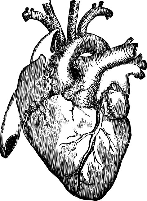 1405x1920 Organs Clipart Realistic Heart Human Heart Drawing Heart