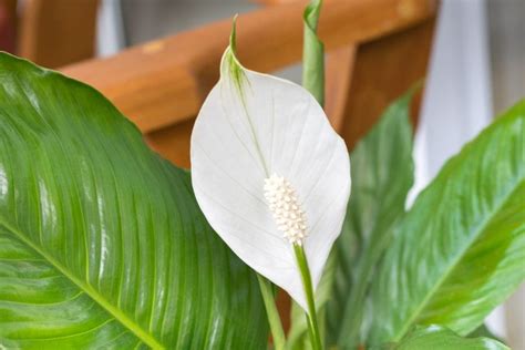 How To Grow A Peace Lily In Water Step By Step The Practical Planter
