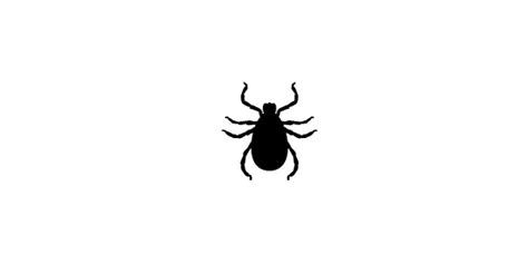 Tick Insect Png Transparent Image Download Size 561x281px