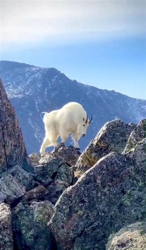 North American Mountain Goats