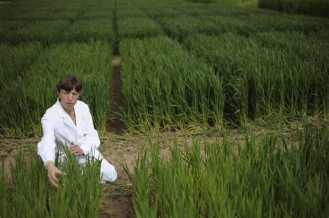 The project entitled genetic modification of crops submitted to the. Genetically modified crop trials in Australia ...
