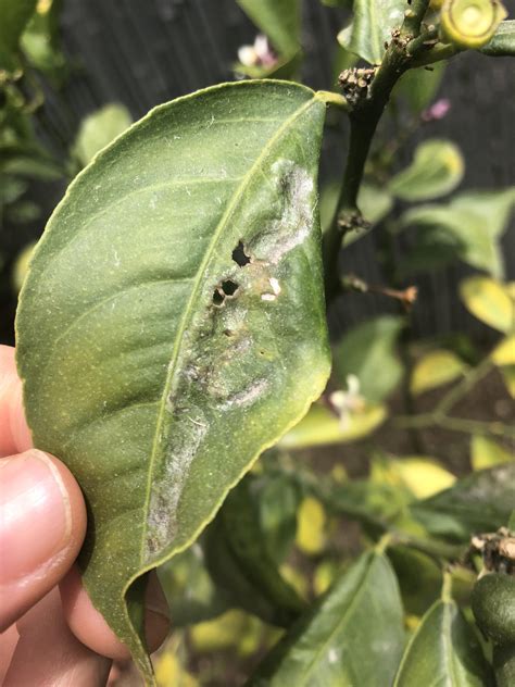 Identify This Meyer Lemon Tree Disease Rgardening