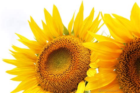 Pada tumbuhan angiospermae, biji tertutup oleh buah sehingga tidak terlihat, sedangkan untuk tumbuhan gymnospermae berlaku sebaliknya. Fakta-fakta Keren Bunga Matahari ~ Blog Punya Jule