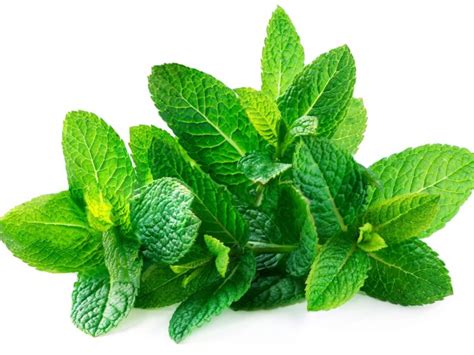 Mint Leafपुदीना पता Its Benefits Nutritionand Why Best For Our Body