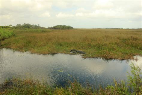 Landscape With Alligators At Everglades National Park Florida Image