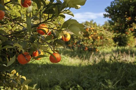 Mandarin Orange Tree With Ripe Fresh Fruit In The Field Harvest