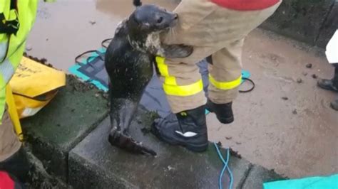Trapped Seal Pup Rescued By Firefighters Bbc News