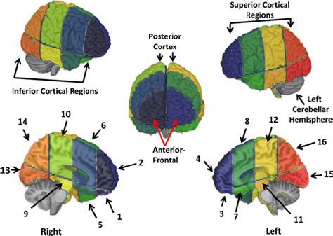 Color Online This Figure Illustrates The 16 Cerebral Parcellation