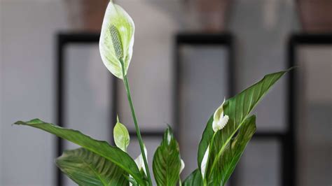 Why Peace Lily Flowers Turn Green The Complete Guide Gardenandsunshine