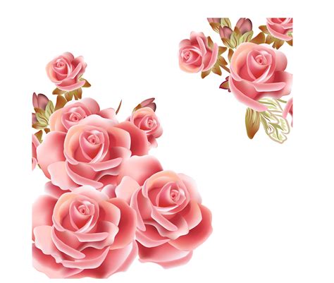 Pink White Rose Flower Vector Roses Clipart Pink Rose Flower Png And