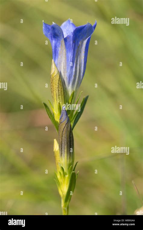 Marsh Gentian Gentiana Pneumonanthe A Rare Blue Wildflower Of Wet