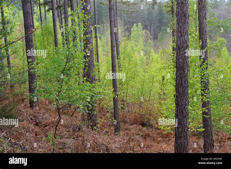 Path In The Forest Of Rambouillet Haute Vallee De Chevreuse Regional