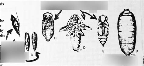 Bio365 Types Of Pupae Diagram Quizlet