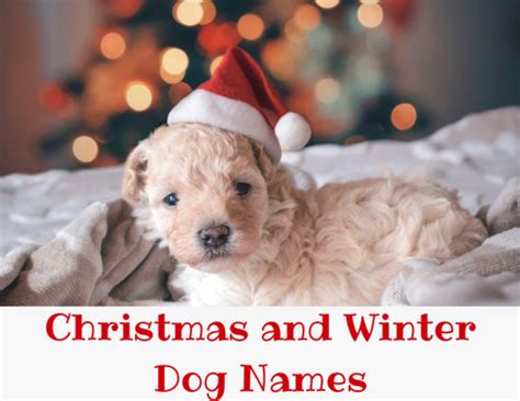 200 Christmas And Winter Names For Dogs Pethelpful