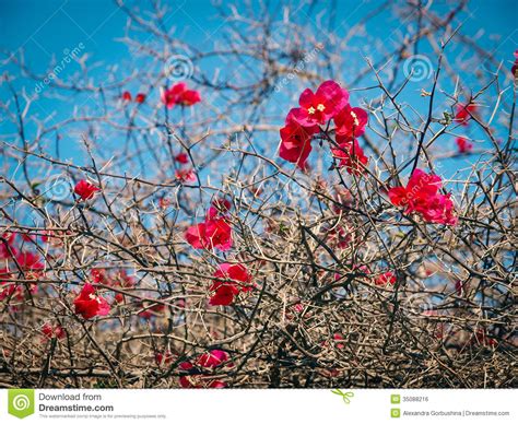 Vivid Red Flowers On Naked Branches Stock Photo Image Of Branch Naked