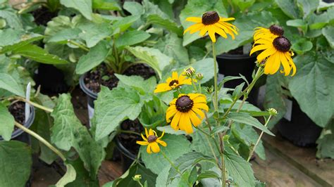 6 Late Blooming Perennials To Extend The Season Mulhalls
