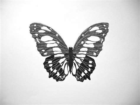Butterfly Drawing Pen And Ink Black And White By Creatiscape