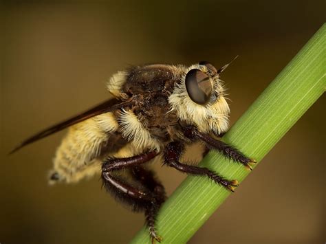 bee killer robber fly captured in brushy creek round r… flickr