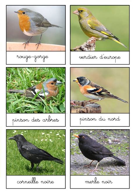 Nomenclature Les Oiseaux Oiseaux Des Jardins Oiseaux Animaux