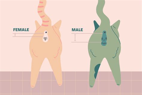 چگونه جنسیت بچه گربه ی خود را تعیین کنیم؟ ايران پت استور